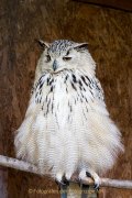 Greifvogelwarte Bad Nauheim - Fotografin Jutta R. Buchwald