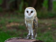 Greifvogelwarte Bad Nauheim - Fotograf Jörg Zimmermann