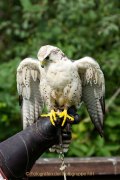 Greifvogelwarte Bad Nauheim - Fotograf Jörg Zimmermann