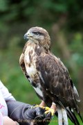 Greifvogelwarte Bad Nauheim - Fotograf Jörg Zimmermann