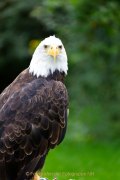 Greifvogelwarte Bad Nauheim - Fotograf Jörg Zimmermann