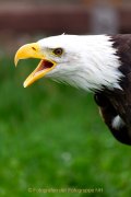 Greifvogelwarte Bad Nauheim - Fotograf Jörg Zimmermann