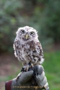 Greifvogelwarte Bad Nauheim - Fotograf Jörg Zimmermann