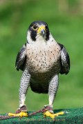 Greifvogelwarte Bad Nauheim - Fotograf Olaf Kratge