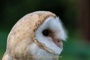 Greifvogelwarte Bad Nauheim - Fotograf Olaf Kratge