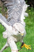 Greifvogelwarte Bad Nauheim - Fotograf Olaf Kratge