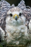 Greifvogelwarte Bad Nauheim - Fotograf Olaf Kratge