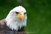 Greifvogelwarte Bad Nauheim - Fotograf Olaf Kratge
