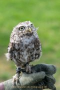 Greifvogelwarte Bad Nauheim - Fotograf Olaf Kratge