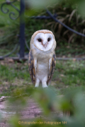 Greifvogelwarte Bad Nauheim - Fotograf Werner Ch. Buchwald