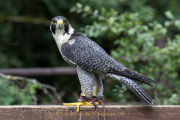 Greifvogelwarte Bad Nauheim - Fotograf Werner Ch. Buchwald