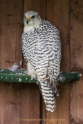 Greifvogelwarte Bad Nauheim - Fotograf Werner Ch. Buchwald