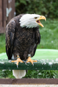 Greifvogelwarte Bad Nauheim - Fotograf Werner Ch. Buchwald