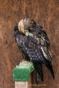 Greifvogelwarte Bad Nauheim - Fotograf Werner Ch. Buchwald