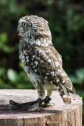 Greifvogelwarte Bad Nauheim - Fotograf Werner Ch. Buchwald