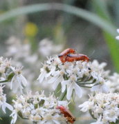 Fotowalk Hausen vdH - Fotograf Albert Wenz