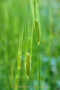 Fotowalk Hausen vdH - Fotograf Albert Wenz