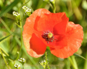 Fotowalk Hausen vdH - Fotograf Albert Wenz