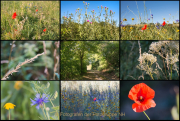 Fotowalk Hausen vdH - Fotograf Joachim Clemens