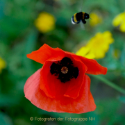 Fotowalk Hausen vdH - Fotografin Anne Jeuk