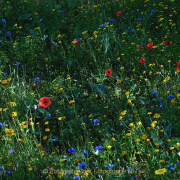 Fotowalk Hausen vdH - Fotografin Anne Jeuk