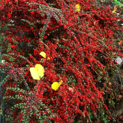 Fotowalk Herbstlicht im Oberjosbacher Wald - Fotograf Helmut Joa