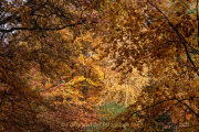 Fotowalk Herbstlicht im Oberjosbacher Wald - Fotograf Joachim Clemens