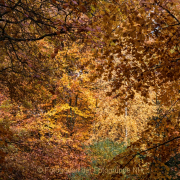 Fotowalk Herbstlicht im Oberjosbacher Wald - Fotograf Joachim Clemens