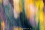 Fotowalk Herbstlicht im Oberjosbacher Wald - Fotograf Joachim Clemens