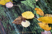 Fotowalk Herbstlicht im Oberjosbacher Wald - Fotograf Joachim Clemens