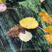 Fotowalk Herbstlicht im Oberjosbacher Wald - Fotograf Joachim Clemens