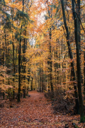 Fotowalk Herbstlicht im Oberjosbacher Wald - Fotograf Joachim Clemens