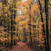 Fotowalk Herbstlicht im Oberjosbacher Wald - Fotograf Joachim Clemens