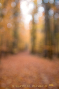 Fotowalk Herbstlicht im Oberjosbacher Wald - Fotograf Joachim Clemens