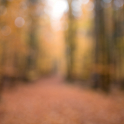 Fotowalk Herbstlicht im Oberjosbacher Wald - Fotograf Joachim Clemens