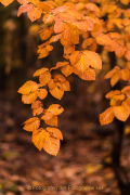 Fotowalk Herbstlicht im Oberjosbacher Wald - Fotografin Jutta R. Buchwald