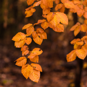 Fotowalk Herbstlicht im Oberjosbacher Wald - Fotografin Jutta R. Buchwald