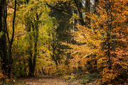 Fotowalk Herbstlicht im Oberjosbacher Wald - Fotografin Jutta R. Buchwald