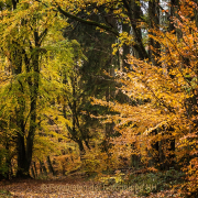 Fotowalk Herbstlicht im Oberjosbacher Wald - Fotografin Jutta R. Buchwald