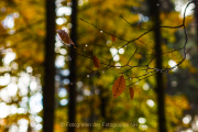 Fotowalk Herbstlicht im Oberjosbacher Wald - Fotografin Jutta R. Buchwald