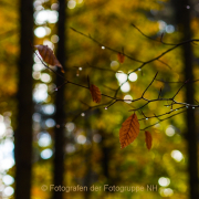 Fotowalk Herbstlicht im Oberjosbacher Wald - Fotografin Jutta R. Buchwald