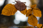 Fotowalk Herbstlicht im Oberjosbacher Wald - Fotografin Jutta R. Buchwald