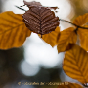 Fotowalk Herbstlicht im Oberjosbacher Wald - Fotografin Jutta R. Buchwald