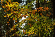 Fotowalk Herbstlicht im Oberjosbacher Wald - Fotografin Jutta R. Buchwald