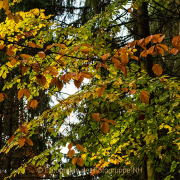 Fotowalk Herbstlicht im Oberjosbacher Wald - Fotografin Jutta R. Buchwald