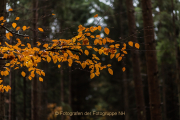 Fotowalk Herbstlicht im Oberjosbacher Wald - Fotografin Jutta R. Buchwald