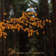 Fotowalk Herbstlicht im Oberjosbacher Wald - Fotografin Jutta R. Buchwald