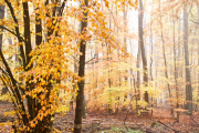 Fotowalk Herbstlicht im Oberjosbacher Wald - Fotograf Thomas Stähler