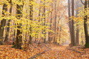 Fotowalk Herbstlicht im Oberjosbacher Wald - Fotograf Thomas Stähler