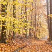 Fotowalk Herbstlicht im Oberjosbacher Wald - Fotograf Thomas Stähler